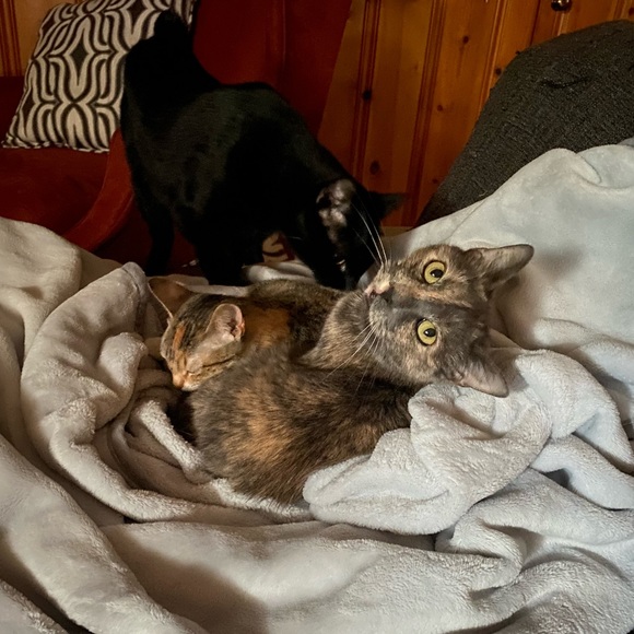 Meet your Posher, Caitlin - Picture 10 of 12